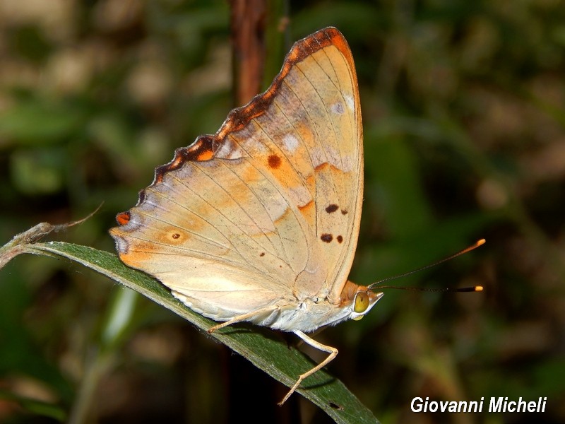 Parco del Ticino :incontri del 18/7/15